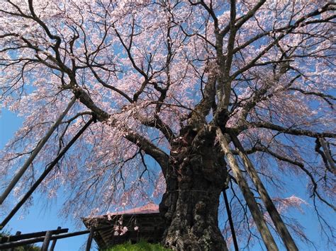 子孫樹|日本三大桜・三春滝桜の子孫、福島県の「滝桜ファミリー」13選。